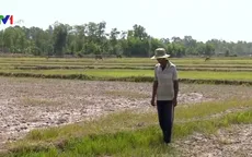 Hàng nghìn ha lúa tại Trà Vinh bị chết khô
