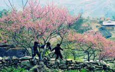 Hoa đào núi Tây Bắc khoe sắc hồng tuyệt đẹp trong nắng xuân