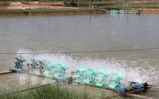 Ứng dụng đồng bộ nhiều giải pháp để nâng cao năng suất, chất lượng tôm nuôi