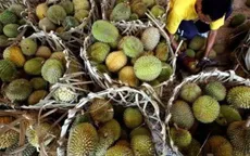 Điện thân thiện với môi trường từ mít và sầu riêng