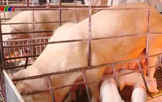 Sẽ phục hồi đàn lợn trong quý III năm nay