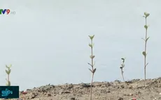 Quản lý và phát triển bền vững để khôi phục rừng bần Tuần Lễ