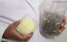 Thử nghiệm chế biến bơ từ chất béo của giòi tại Bỉ