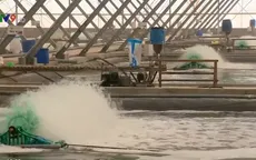 Thực hiện đồng bộ các giải pháp nuôi tôm hiệu quả trong mùa hạn mặn