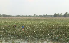 Mê mẩn với cánh đồng sen