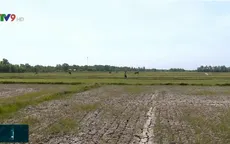 Hàng chục nghìn ha lúa ở ĐBSCL bị thiệt hại: Do hạn mặn hay lỗi từ bà con nông dân?
