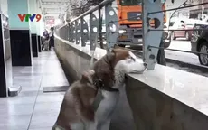 Nga: Chú chó chờ chủ làm việc mỗi ngày