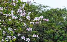 Hoa ban nở rực rỡ khắp phố phường Hà Nội