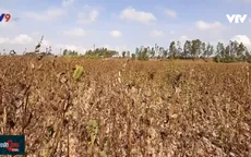 Đồng Tháp: Mè chết cháy trên ruộng vì nắng nóng