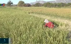 Khô hạn diễn ra sớm trên diện rộng tại Ninh Thuận