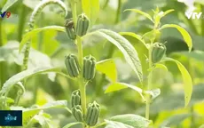 Trồng mè trên đất lúa cho năng suất, lợi nhuận cao