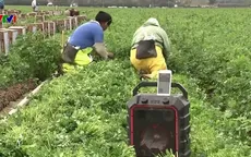 Nông dân California đối phó với dịch COVID-19