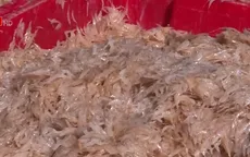Ngư dân Quảng Trị được mùa ruốc biển