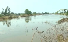 Người nuôi tôm Bạc Liêu thất thu vì tôm chết