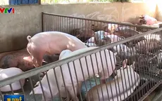 Đồng Nai công bố hết dịch tả lợn châu Phi