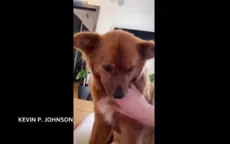 Chó kéo tay không cho chủ làm việc ở nhà
