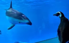 Đáng yêu những chú chim cánh cụt dạo chơi trong thủy cung