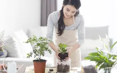 Bí quyết trồng cây xanh trong nhà
