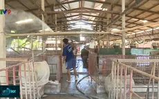 Không dễ tái đàn lợn sau những thiệt hại vì dịch tả lợn châu Phi