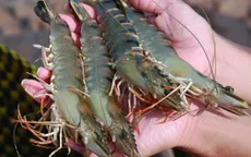 Đảm bảo nguồn tôm nguyên liệu xuất khẩu