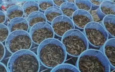 Ngành tôm tăng cường ứng phó dịch COVID-19