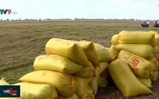 Niềm vui được mùa, trúng giá của người trồng lúa ĐBSCL