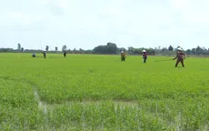 Khuyến cáo đầu vụ lúa Hè Thu