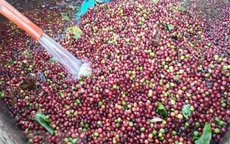 Giá cà phê tăng mạnh