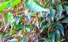 Nghi uống rượu ngâm rễ cây lá ngón, 2 người ở Bắc Kạn tử vong