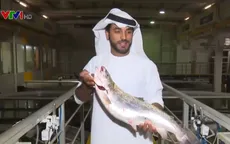 Độc đáo mô hình nuôi cá hồi trên sa mạc ở UAE