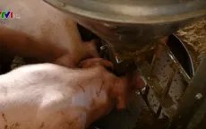 Bình ổn thị trường thịt lợn tại Việt Nam
