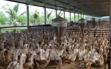 Cả nước có 37 ổ dịch cúm gia cầm