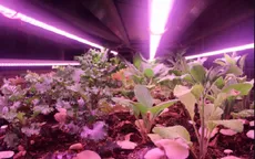 Trồng rau trong garage xe dưới lòng đất