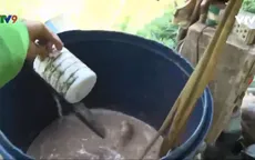 Cứu vườn quýt hồng, nông dân dùng thuốc “truyền tai” chưa kiểm chứng
