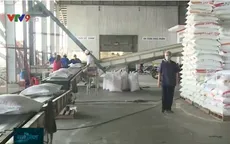 Tác động tích cực từ chủ trương xuất khẩu gạo trở lại