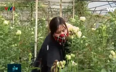 Cần cơ chế hỗ trợ cho nông dân Lâm Đồng