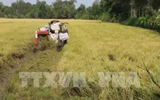 Giá lúa Đông Xuân vẫn giữ ở mức cao