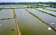 Xuất hiện virus làm tôm chết hàng loạt tại Quảng Đông, Trung Quốc