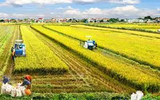 Hà Nội chuyển đổi hơn 5.300 ha đất trồng lúa sang mô hình có giá trị cao