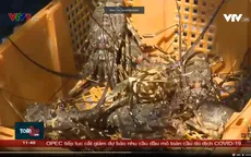 Xử lý tạm thời khi thị trường tôm hùm gặp bế tắc
