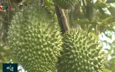 Sau những "cơn mưa vàng", vườn cây tại ĐBSCL hồi phục và đâm chồi