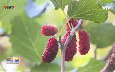 Làm giàu từ loại cây phương xa