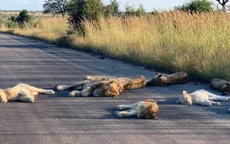 Sư tử ngủ trưa trên đường ở Nam Phi