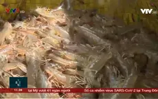Nỗi lo thiếu hụt nguồn tôm xuất khẩu