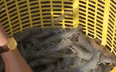 Nỗi lo thiếu hụt nguồn tôm xuất khẩu