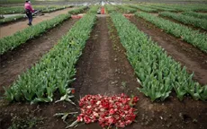 Nhật Bản cắt nhỏ 100.000 hoa tulip để tránh tụ tập ngắm hoa