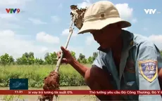 Tái diễn nạn phá hoại nông sản