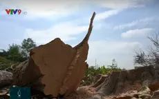 Ảnh hưởng bởi hạn mặn, nhiều chủ vườn đốn cây ăn quả để bán củi