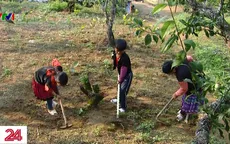 Học sinh vùng cao Sơn La nghỉ học mưu sinh vì dịch bệnh