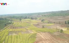 Hàng nghìn hecta cây trồng tại Gia Lai bị khô hạn do hạn hán